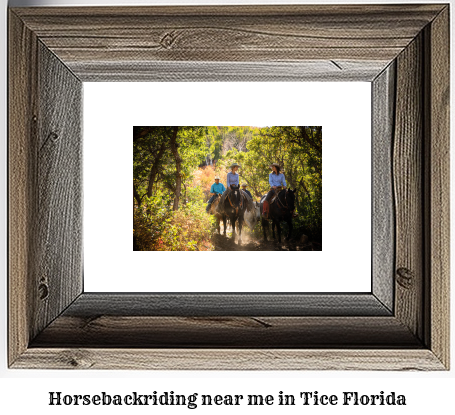 horseback riding near me in Tice, Florida